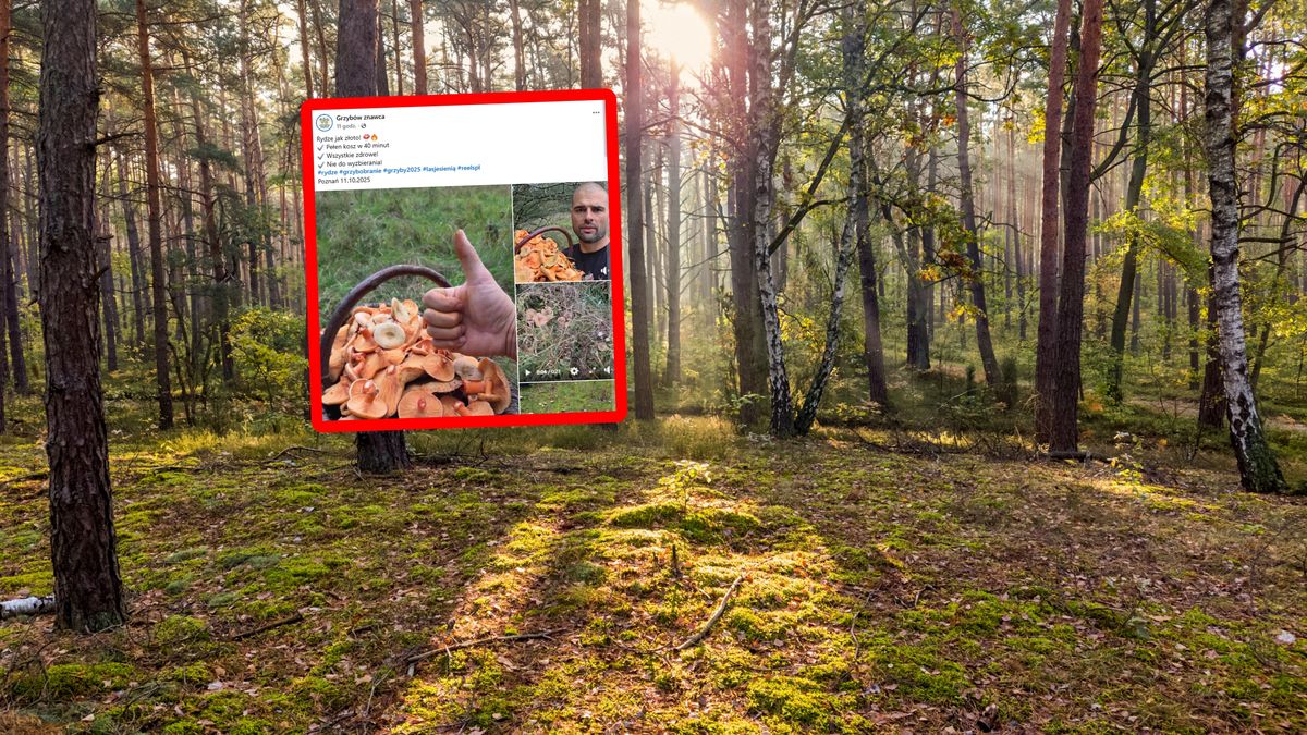 Pokazał zdjęcia z wyprawy do lasu. Wystarczyło 40 minut.