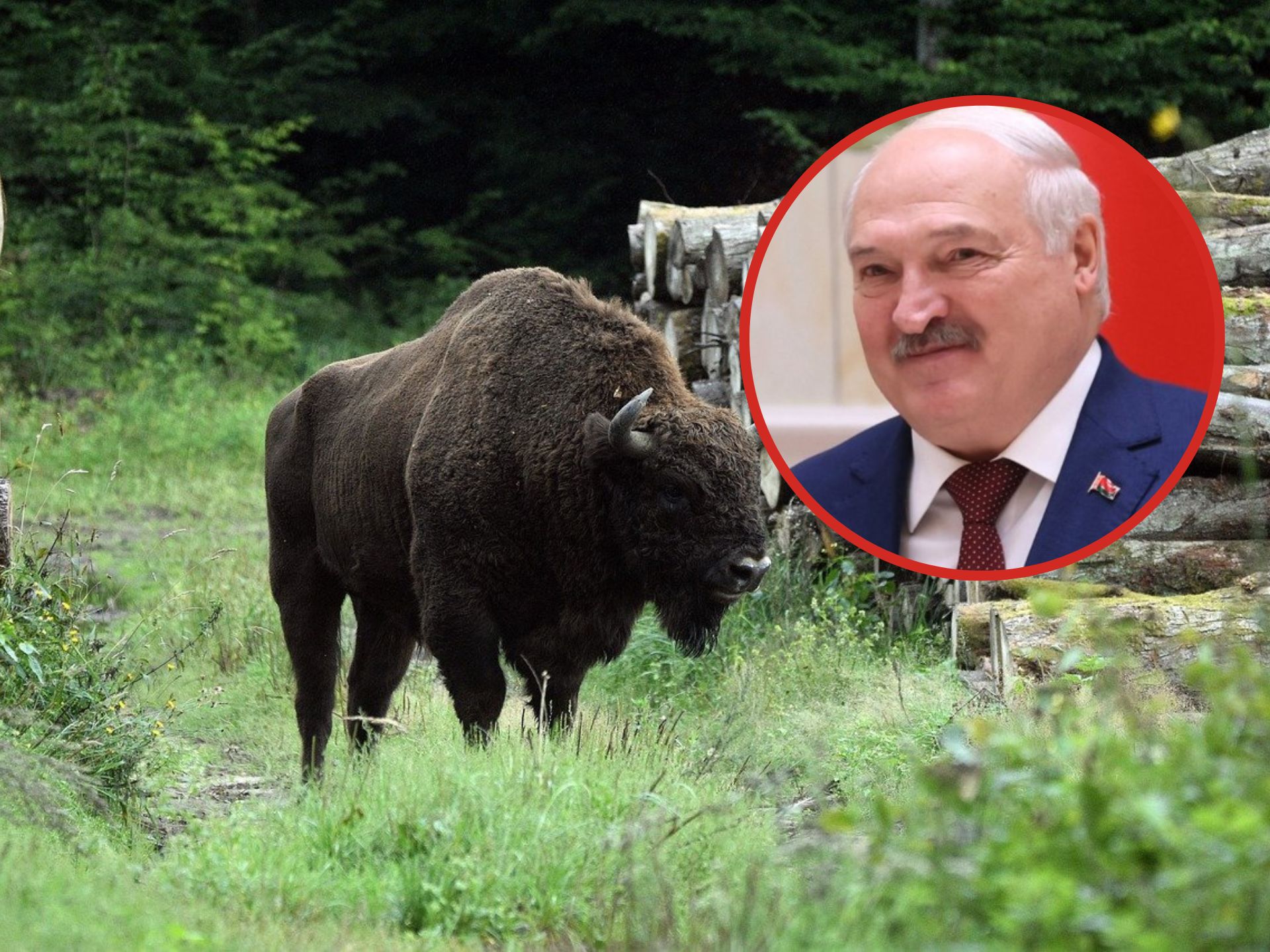 Niewykluczone, że myśliwi na Białorusi będą mogli bez obaw polować na żubry