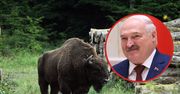 Ludzie Łukaszenki mają plan. Zabiorą się za żubry, rysie oraz niedźwiedzie