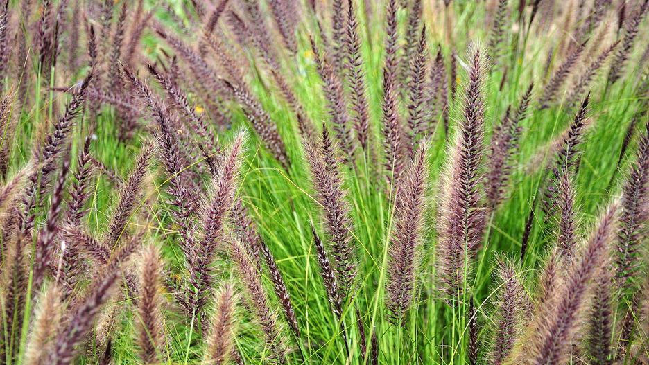 Rozplenica japońska najlepiej rośnie na stanowiskach słonecznych i osłoniętych od wiatru