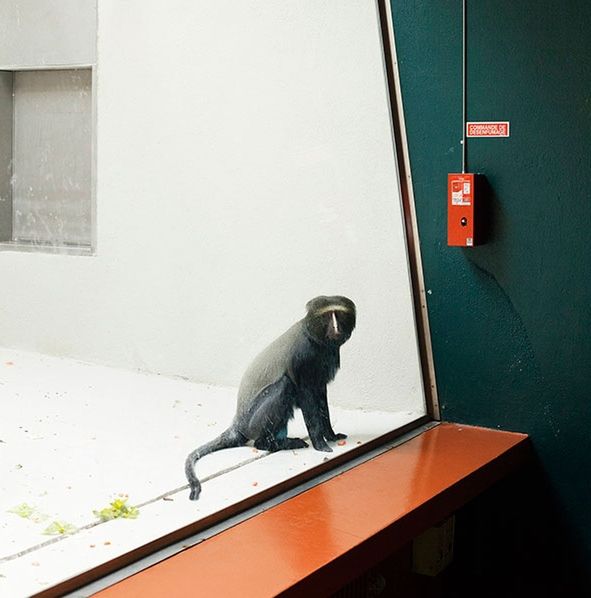 Melancholia i smutek zwierząt z ogrodów zoologicznych na poruszających zdjęciach 13