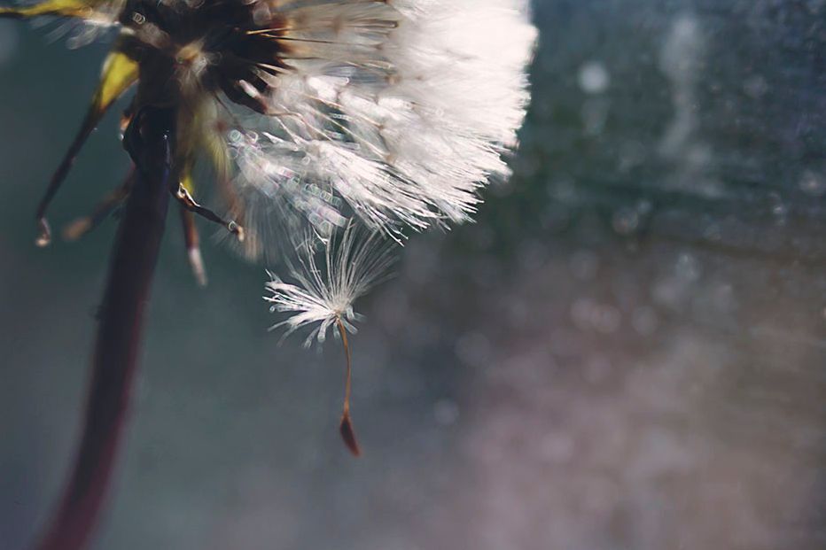 Lensbaby Velvet 56 mm f/1.6 - jasna portretówka z miękkim obrazem i funkcją makro 4
