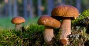 Szczecin: Konkurs Lasów Państwowych na największego grzyba
