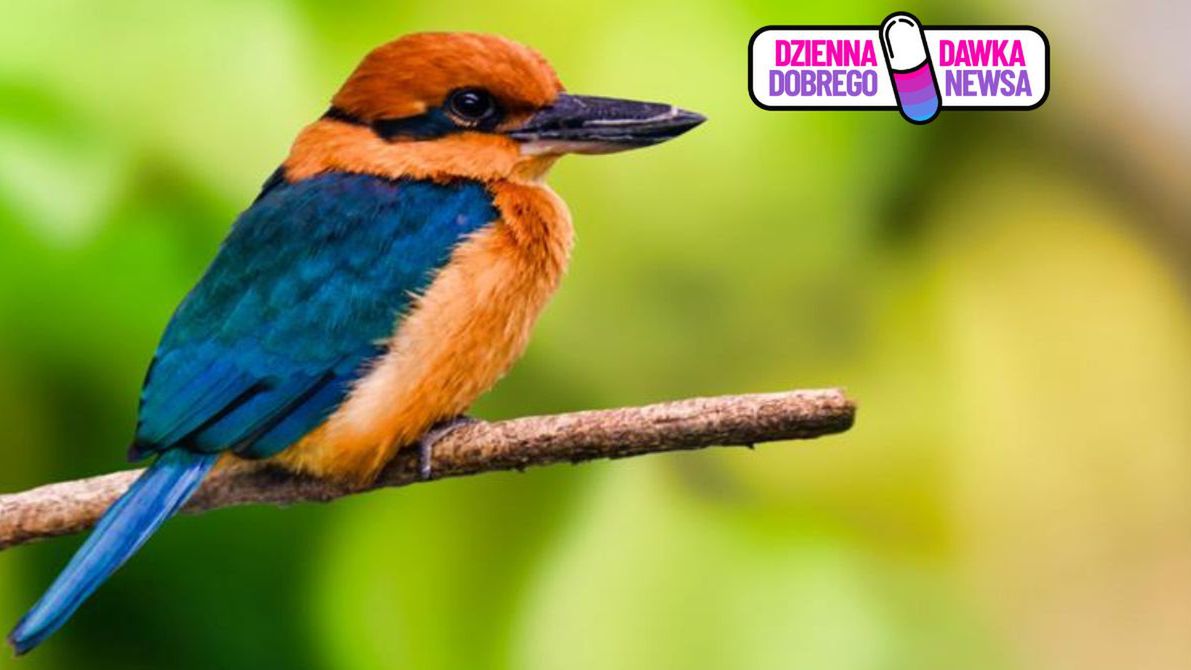 Przywrócili go po 37 latach