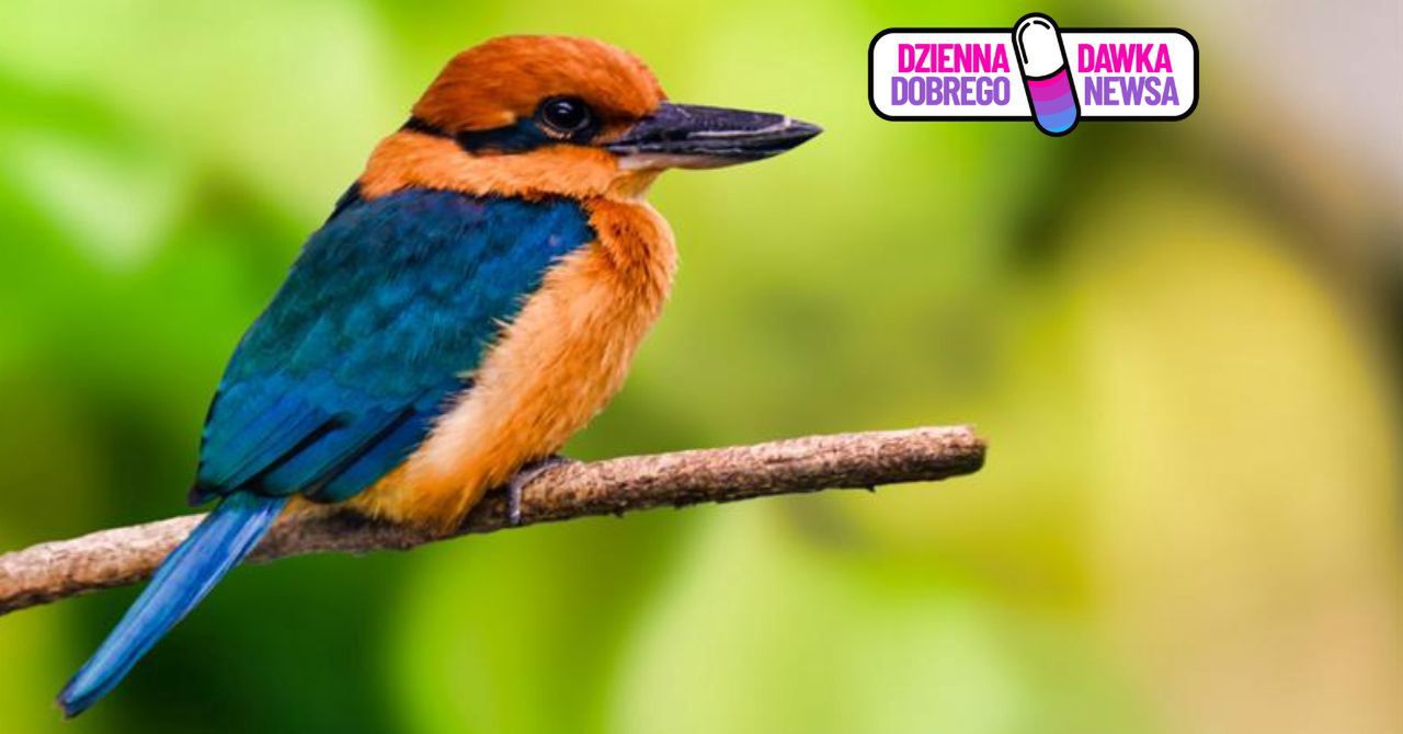 Pierwszy raz od ponad 37 lat. Przywrócili do natury wymarłego ptaka