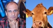 Paweł Kukiz chce adoptować krowę, która uciekła z transportu do rzeźni: "Hart ducha tej krowy jest NIE DO PRZECENIENIA!"