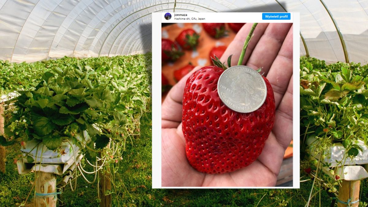 Najdroższe truskawki świata pochodzą z Japonii