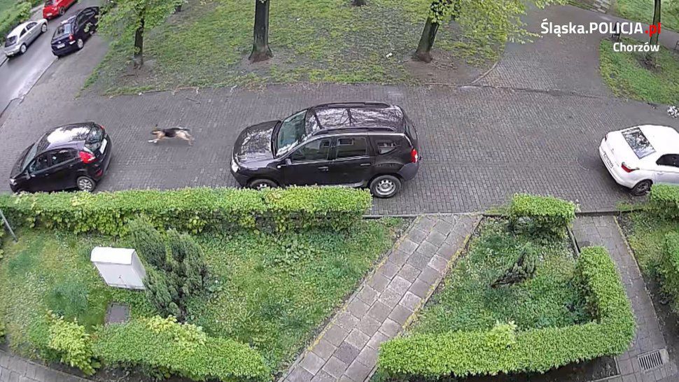 Pies przebijał opony w samochodach.