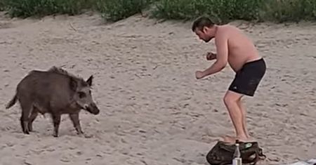 Nagranie z plaży w Sopocie. Dzik szukał zaczepki