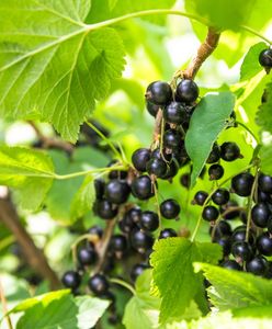 Mamy problem z porzeczkami. Przetwórcy obwiniają nowe przepisy UE