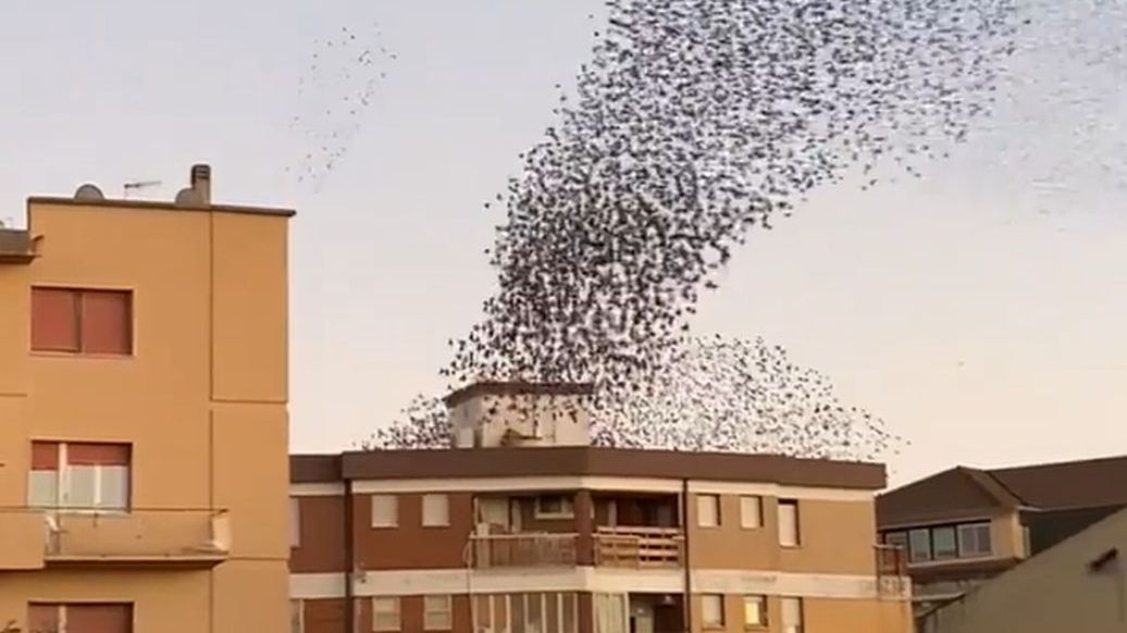 Taniec szpaków na niebie. Niesamowity widok