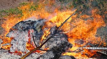 Palisz gałęzie na działce? Możesz dostać srogą karę