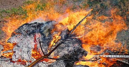 Palisz gałęzie na działce? Możesz dostać srogą karę