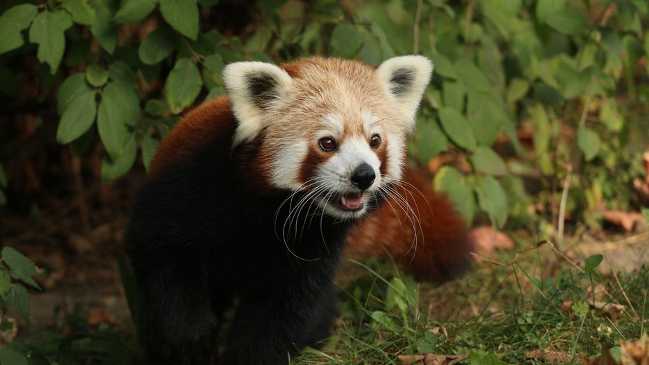 Panda ruda z oliwskiego zoo jest wyjątkowo sprytna i co jakiś czas ucieka ze swojego wybiegu