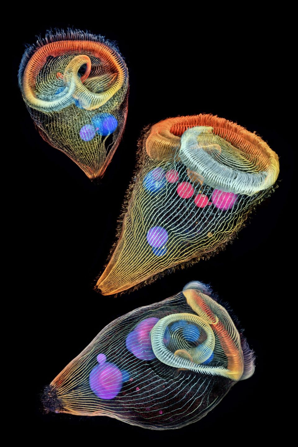 Nikon Small World: zachwycający świat mikrofotografii. Polak w czołówce 3
