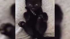 Zabawne odkrycie czarnego kota. Zobacz nagranie właścicielki