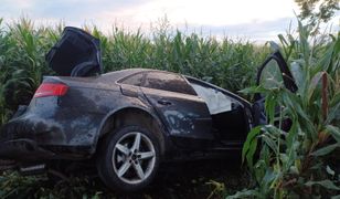 Audi w polu kukurydzy. Mężczyzna nie żyje