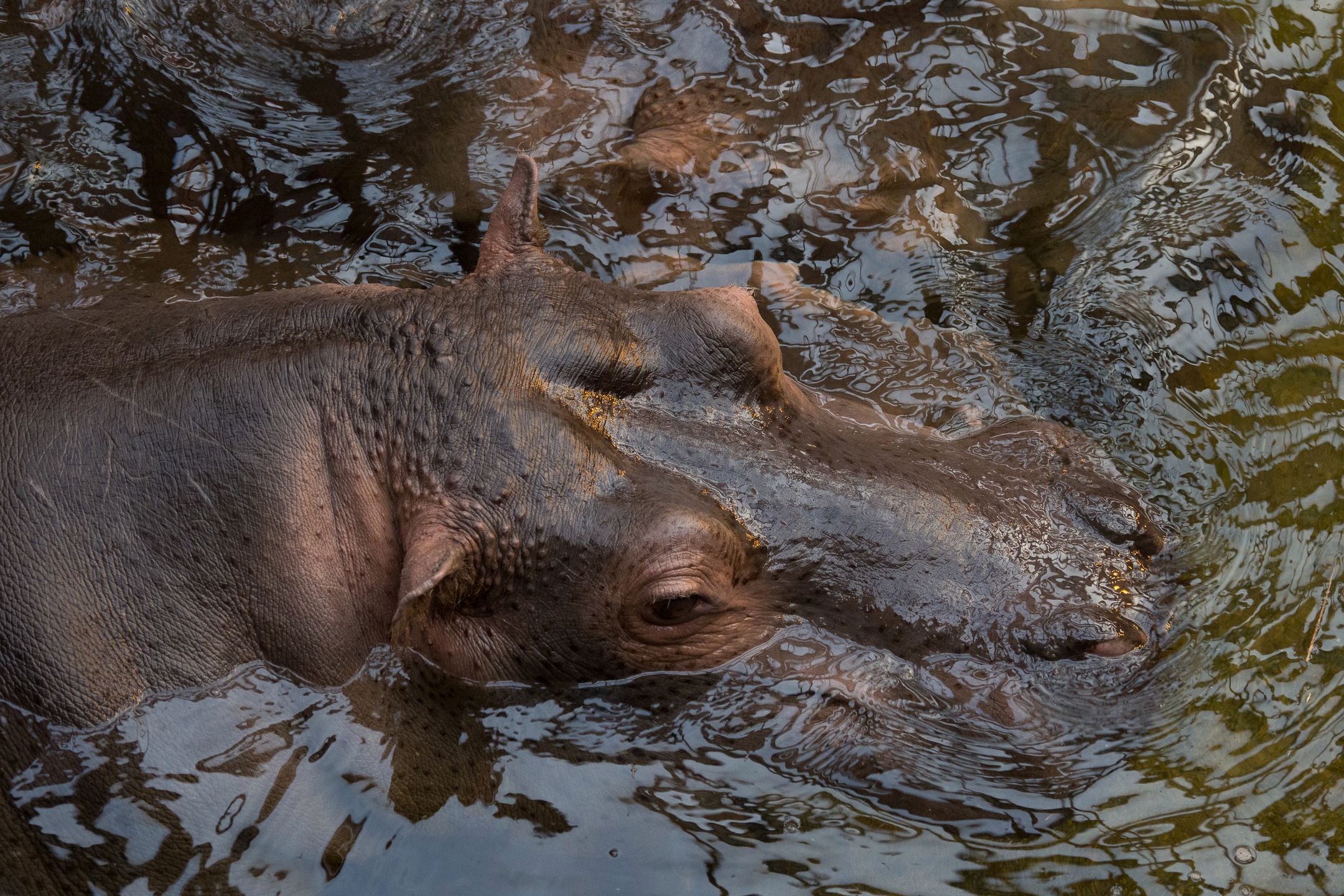 Olympus OM-D E-M1 Mark II - najszybszy na rynku [test] 171