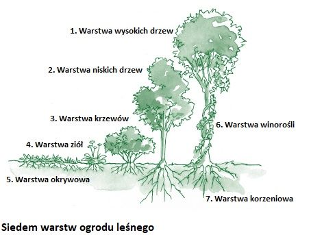 Ilustracja z Ogrodu Gai autorstwa Toby'ego Hemenwaya. Doskonałe referencje przy projektowaniu lasu spożywczego