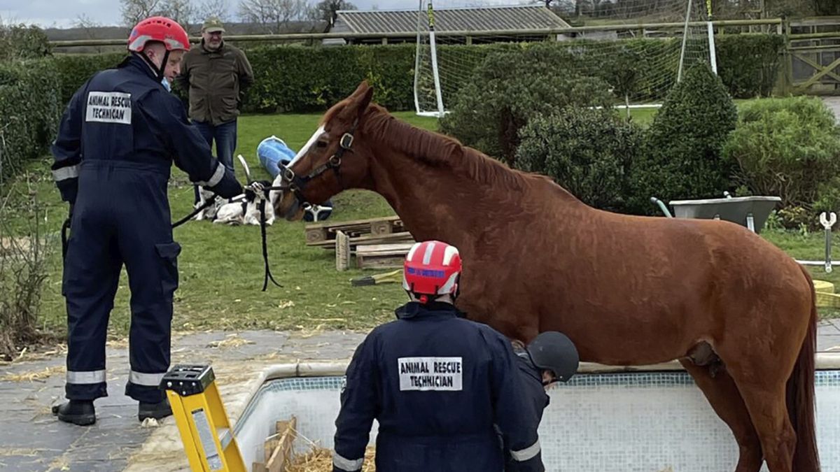 Strażacy pomogli koniowi, który utknął w przydomowym basenie