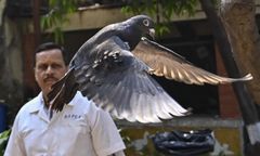 Indie oczyściły gołębia z podejrzeń o szpiegowanie