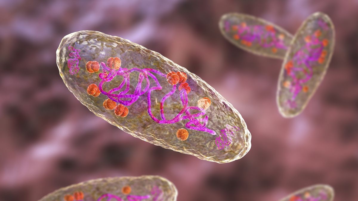 Czarna dżuma przyczyniła się do zdziesiątkowania populacji w neolicie? Nowe ustalenia naukowców.