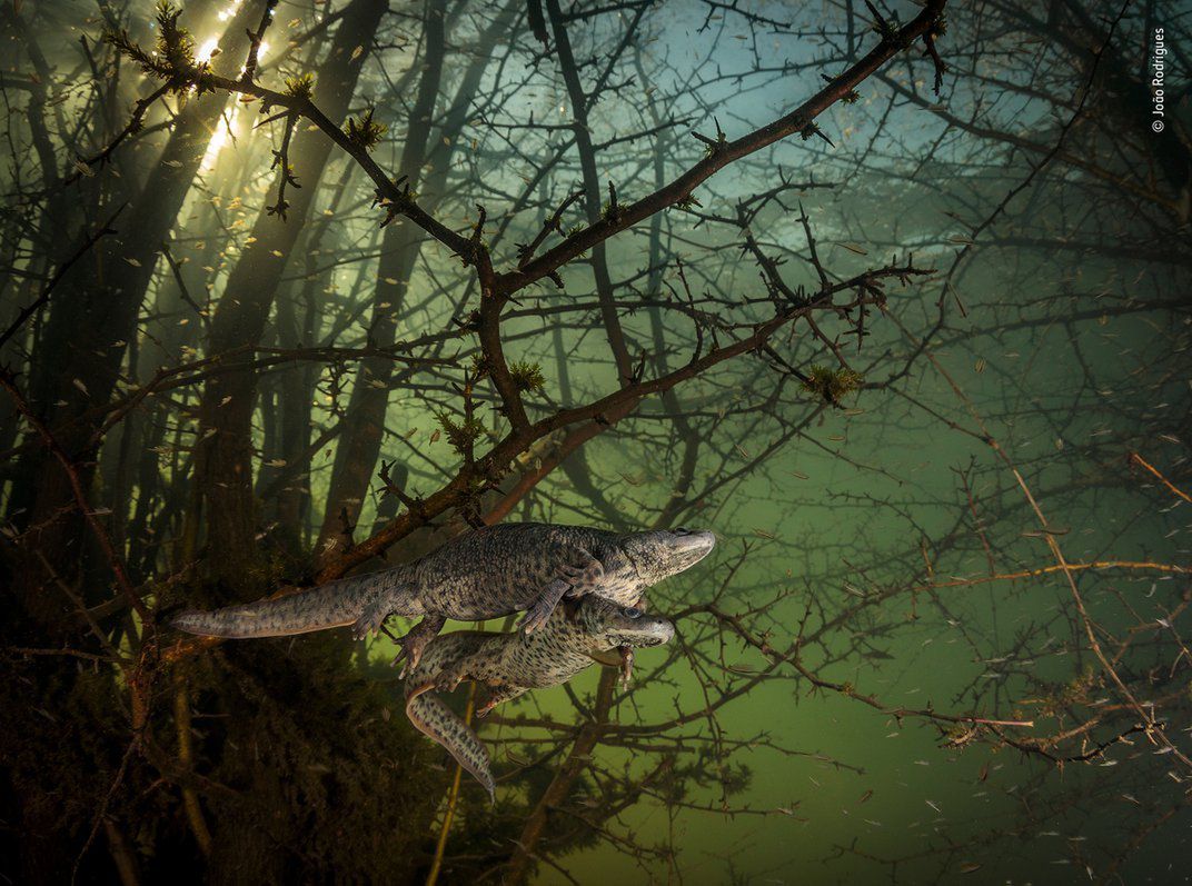 Wildlife Photographer of the Year 2021. Oto zwycięskie zdjęcia 12