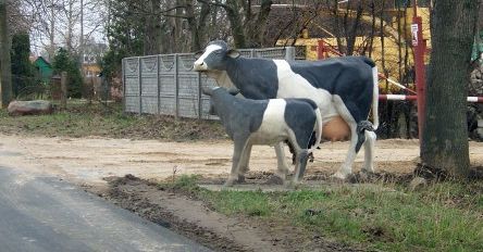 Uwaga! Plastikowe krowy na drodze
