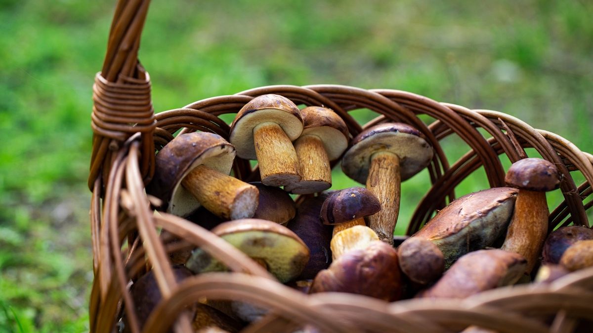 W tych regionach będzie wysyp grzybów