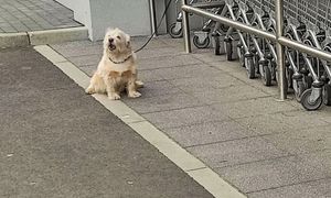 Zakazane przed sklepem. Kogo przyłapią, ten zapłaci nawet 1000 zł