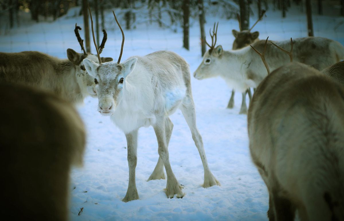 Ocieplenie klimatu na Arktyce zagraża hodowlom reniferów, a te są podstawą życia rdzennej ludności, Samów (Pixaby) 