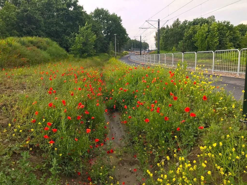 Mak dobrze czuje się na polach uprawnych, nieużytkach, ugorach, piaszczystych przydrożach.