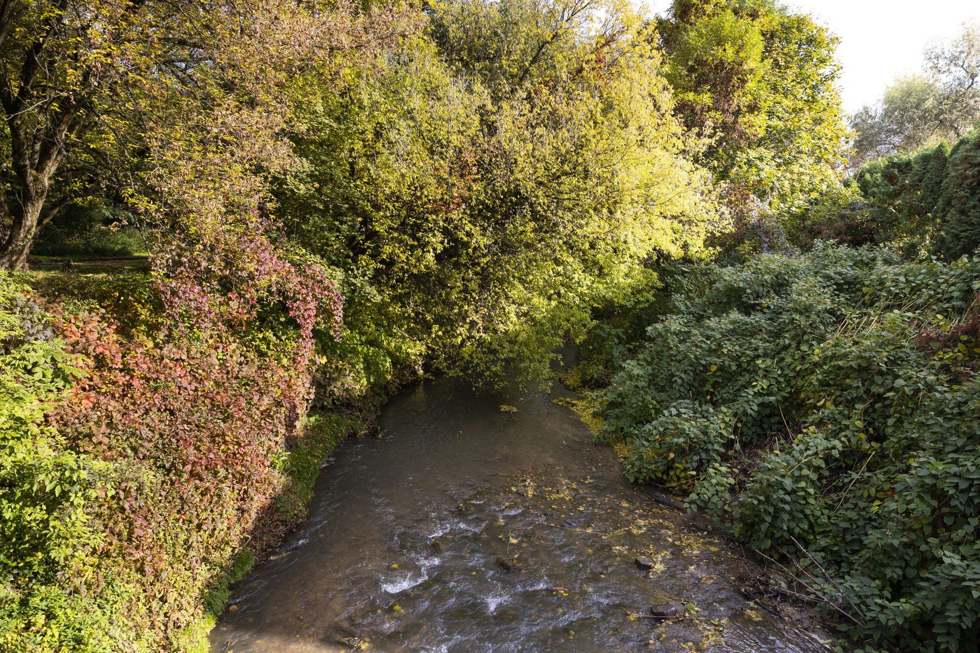 Tereny nad Białuchą w Krakowie, Grzegórzki, Olsza