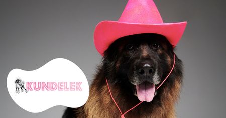 #AdoptujŚwiadomie! Pudelek szuka domu dla spragnionej miłości człowieka Ellis
