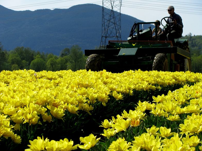 Wojna handlowa Rosji z Zachodem. Po żywności władze zabrały się za niszczenie kwiatów