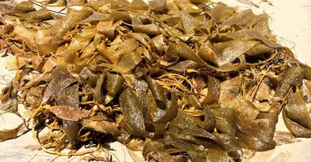 Surowy kelp