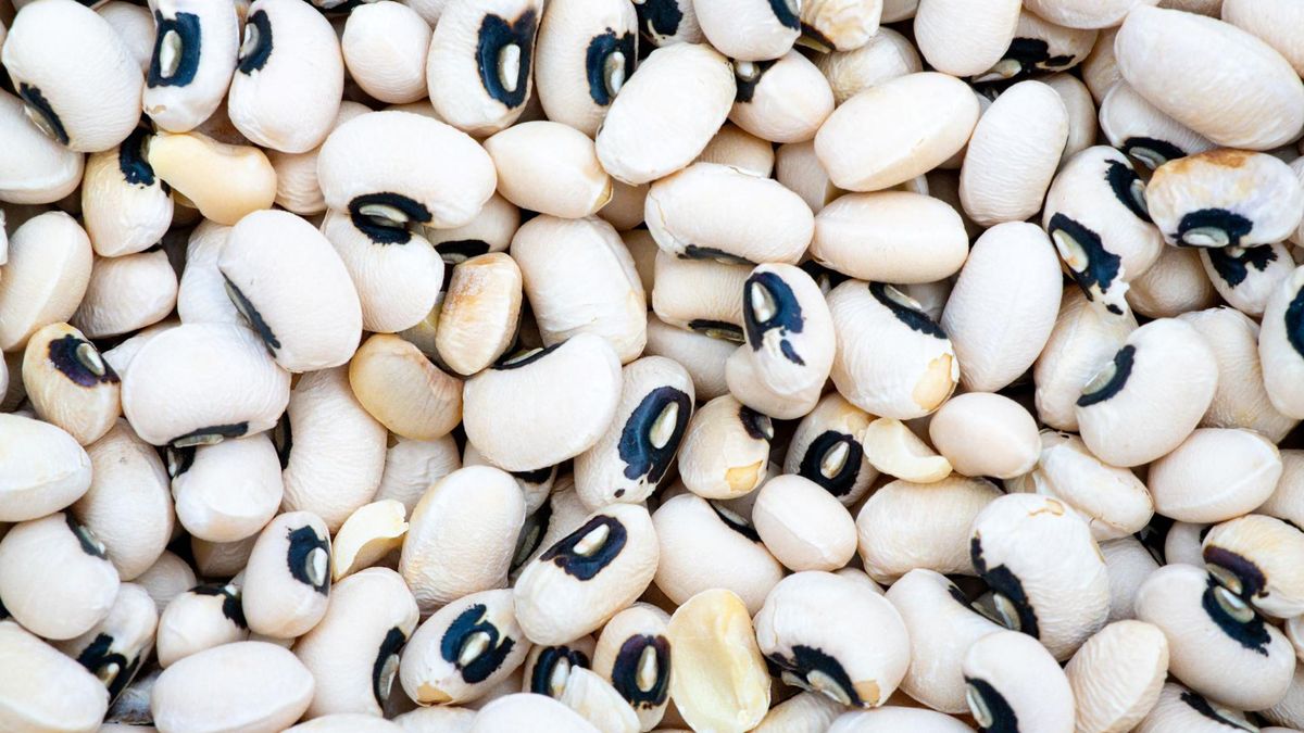 Fasola czarne oczko charakteryzuje się wysoką wartością odżywczą.