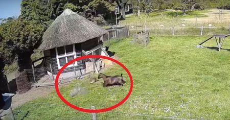 Atak jastrzębia w zagrodzie. Zwierzęta przyszły z ratunkiem