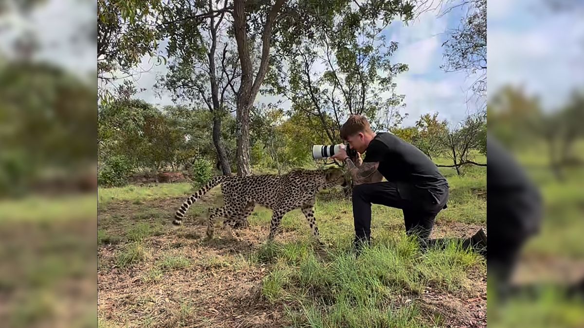 Casey Cooper ma dobre stosunki z gepardami.