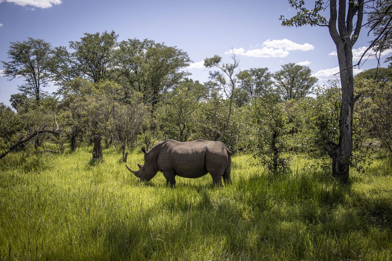 A new hope for northern white rhinos