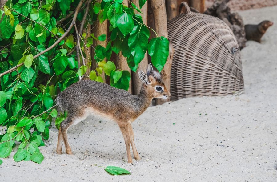 W ZOO we Wrocławiu urodził się dikdik