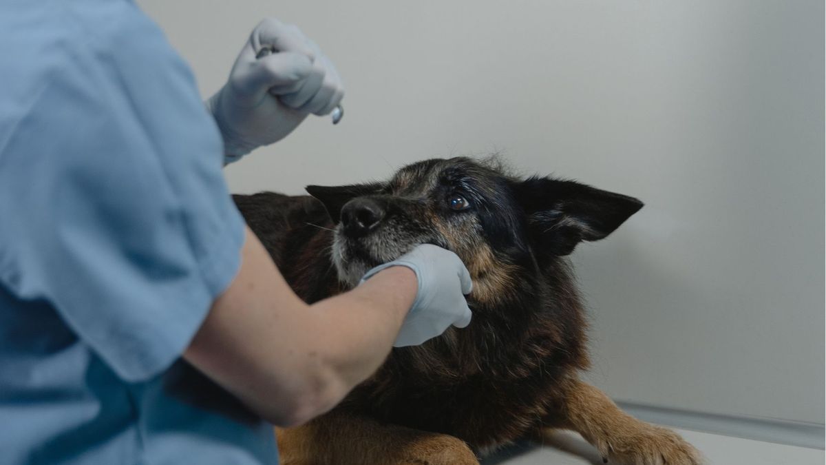 groźny wirus stanowi zagrożenie nie tylko dla kotów