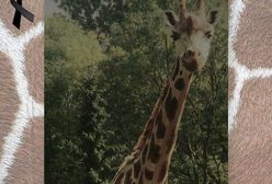 Nie żyje żyrafa z warszawskiego zoo. Miała 21 lat