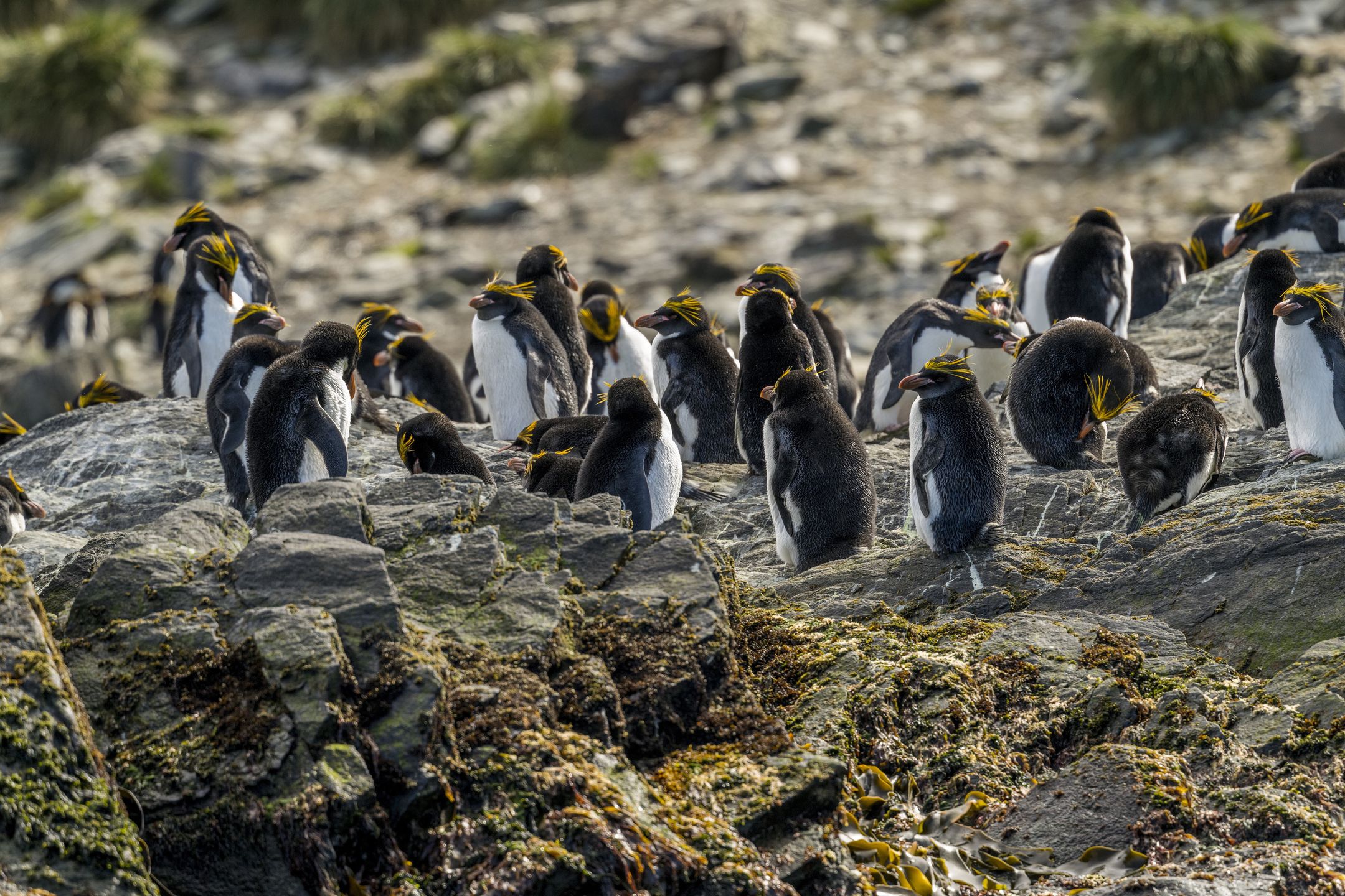SOUTH GEORGIA AND THE SOUTH SANDWICH ISLANDS - 2022/11/22: A group of macaroni penguins (Eudyptes chrysolophus) is standing on rocks in Cooper Bay, South Georgia Island, Sub-Antarctica. (Photo by Wolfgang Kaehler/LightRocket via Getty Images)