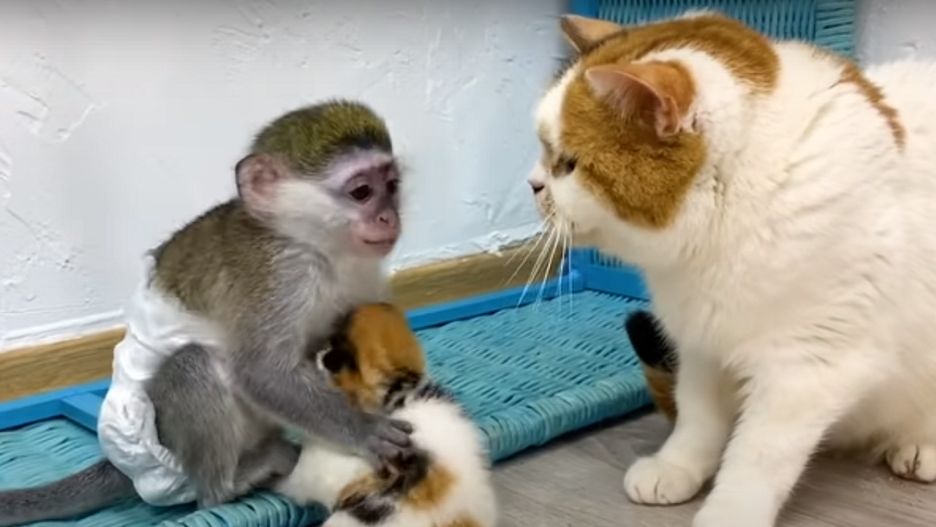 "Mógłbym to oglądać całymi dniami". Nagranie ma już 26 milionów wyświetleń