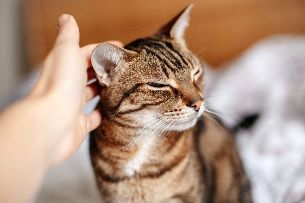 What does the position of a cat's ears reveal?