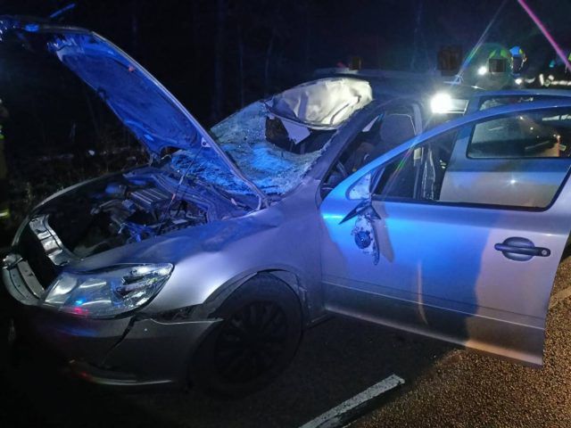Łoś wbiegł na drogę krajową nr 48. Auto zmiażdżone, kierowca bez obrażeń (zdjęcia)
