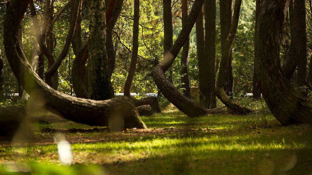 Krzywy las / zdjęcie ilustracyjne 