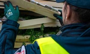 Zajrzeli do skrzynek z natką pietruszki. Zawartość ich zaskoczyła