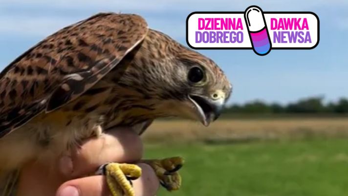 12 pustułek wróciło na wolność